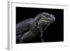 Cyclura Cornuta (Rhinoceros Iguana)-Paul Starosta-Framed Photographic Print