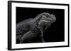 Cyclura Cornuta (Rhinoceros Iguana)-Paul Starosta-Framed Photographic Print