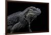 Cyclura Cornuta (Rhinoceros Iguana)-Paul Starosta-Framed Photographic Print