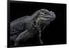 Cyclura Cornuta (Rhinoceros Iguana)-Paul Starosta-Framed Photographic Print