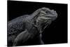 Cyclura Cornuta (Rhinoceros Iguana)-Paul Starosta-Stretched Canvas