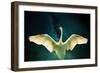 Cygnus, 2017,-Helen White-Framed Giclee Print