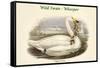 Cygnus Ferus - Wild Swan - Whooper-John Gould-Framed Stretched Canvas