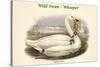 Cygnus Ferus - Wild Swan - Whooper-John Gould-Stretched Canvas