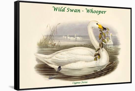 Cygnus Ferus - Wild Swan - Whooper-John Gould-Framed Stretched Canvas