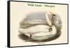 Cygnus Ferus - Wild Swan - Whooper-John Gould-Framed Stretched Canvas