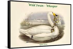 Cygnus Ferus - Wild Swan - Whooper-John Gould-Framed Stretched Canvas