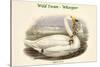 Cygnus Ferus - Wild Swan - Whooper-John Gould-Stretched Canvas