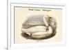 Cygnus Ferus - Wild Swan - Whooper-John Gould-Framed Premium Giclee Print