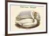 Cygnus Ferus - Wild Swan - Whooper-John Gould-Framed Premium Giclee Print