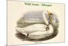 Cygnus Ferus - Wild Swan - Whooper-John Gould-Mounted Premium Giclee Print