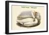 Cygnus Ferus - Wild Swan - Whooper-John Gould-Framed Art Print