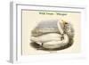 Cygnus Ferus - Wild Swan - Whooper-John Gould-Framed Art Print