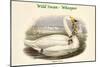 Cygnus Ferus - Wild Swan - Whooper-John Gould-Mounted Art Print