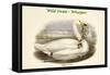 Cygnus Ferus - Wild Swan - Whooper-John Gould-Framed Stretched Canvas