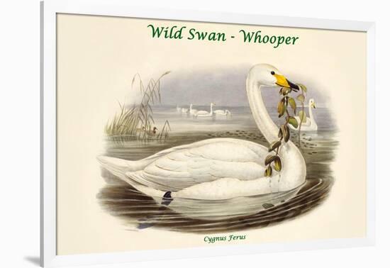 Cygnus Ferus - Wild Swan - Whooper-John Gould-Framed Art Print