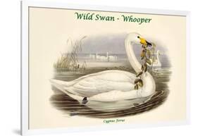 Cygnus Ferus - Wild Swan - Whooper-John Gould-Framed Art Print