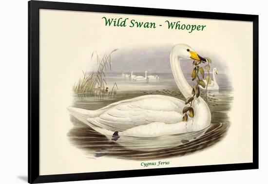 Cygnus Ferus - Wild Swan - Whooper-John Gould-Framed Art Print