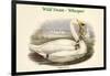 Cygnus Ferus - Wild Swan - Whooper-John Gould-Framed Art Print
