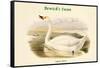 Cygnus Minor - Bewick's Swan-John Gould-Framed Stretched Canvas