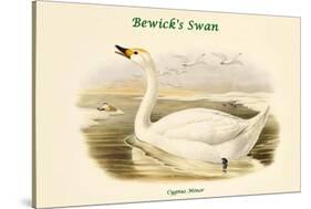 Cygnus Minor - Bewick's Swan-John Gould-Stretched Canvas