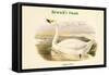 Cygnus Minor - Bewick's Swan-John Gould-Framed Stretched Canvas