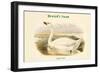 Cygnus Minor - Bewick's Swan-John Gould-Framed Art Print