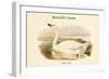 Cygnus Minor - Bewick's Swan-John Gould-Framed Art Print