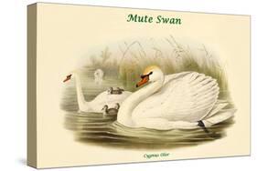 Cygnus Olor - Mute Swan-John Gould-Stretched Canvas