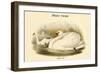 Cygnus Olor - Mute Swan-John Gould-Framed Art Print