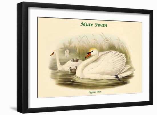 Cygnus Olor - Mute Swan-John Gould-Framed Art Print