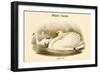 Cygnus Olor - Mute Swan-John Gould-Framed Art Print