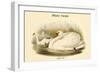 Cygnus Olor - Mute Swan-John Gould-Framed Art Print