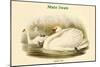 Cygnus Olor - Mute Swan-John Gould-Mounted Art Print