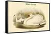 Cygnus Olor - Mute Swan-John Gould-Framed Stretched Canvas