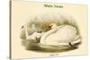 Cygnus Olor - Mute Swan-John Gould-Stretched Canvas