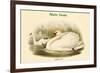 Cygnus Olor - Mute Swan-John Gould-Framed Premium Giclee Print