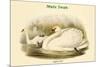 Cygnus Olor - Mute Swan-John Gould-Mounted Premium Giclee Print