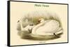 Cygnus Olor - Mute Swan-John Gould-Framed Stretched Canvas