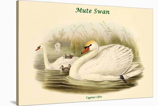 Cygnus Olor - Mute Swan-John Gould-Stretched Canvas