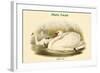 Cygnus Olor - Mute Swan-John Gould-Framed Art Print