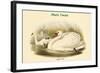 Cygnus Olor - Mute Swan-John Gould-Framed Art Print