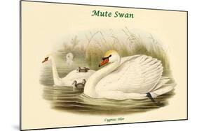 Cygnus Olor - Mute Swan-John Gould-Mounted Art Print