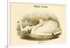 Cygnus Olor - Mute Swan-John Gould-Framed Art Print