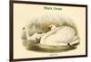 Cygnus Olor - Mute Swan-John Gould-Framed Art Print