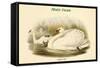 Cygnus Olor - Mute Swan-John Gould-Framed Stretched Canvas