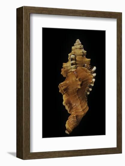 Cymatium Lotorium-Paul Starosta-Framed Photographic Print