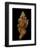 Cymatium Lotorium-Paul Starosta-Framed Photographic Print