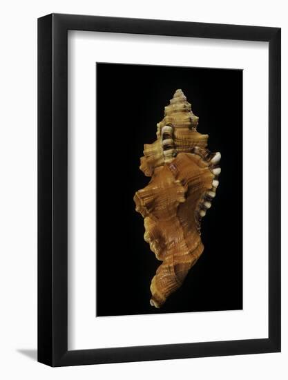Cymatium Lotorium-Paul Starosta-Framed Photographic Print