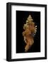 Cymatium Lotorium-Paul Starosta-Framed Photographic Print